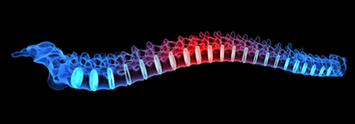 Chiropractic Onalaska WI Back Pain Spine Illustration